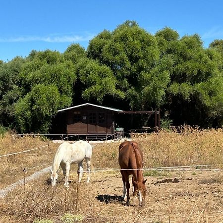 Cabana Rustica En Un Rancho Con Caballos, Prado Del Rey, Andalucia Exteriér fotografie