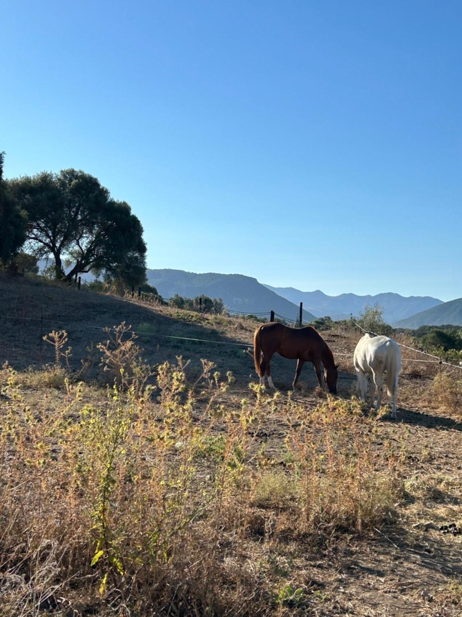 Cabana Rustica En Un Rancho Con Caballos, Prado Del Rey, Andalucia Exteriér fotografie