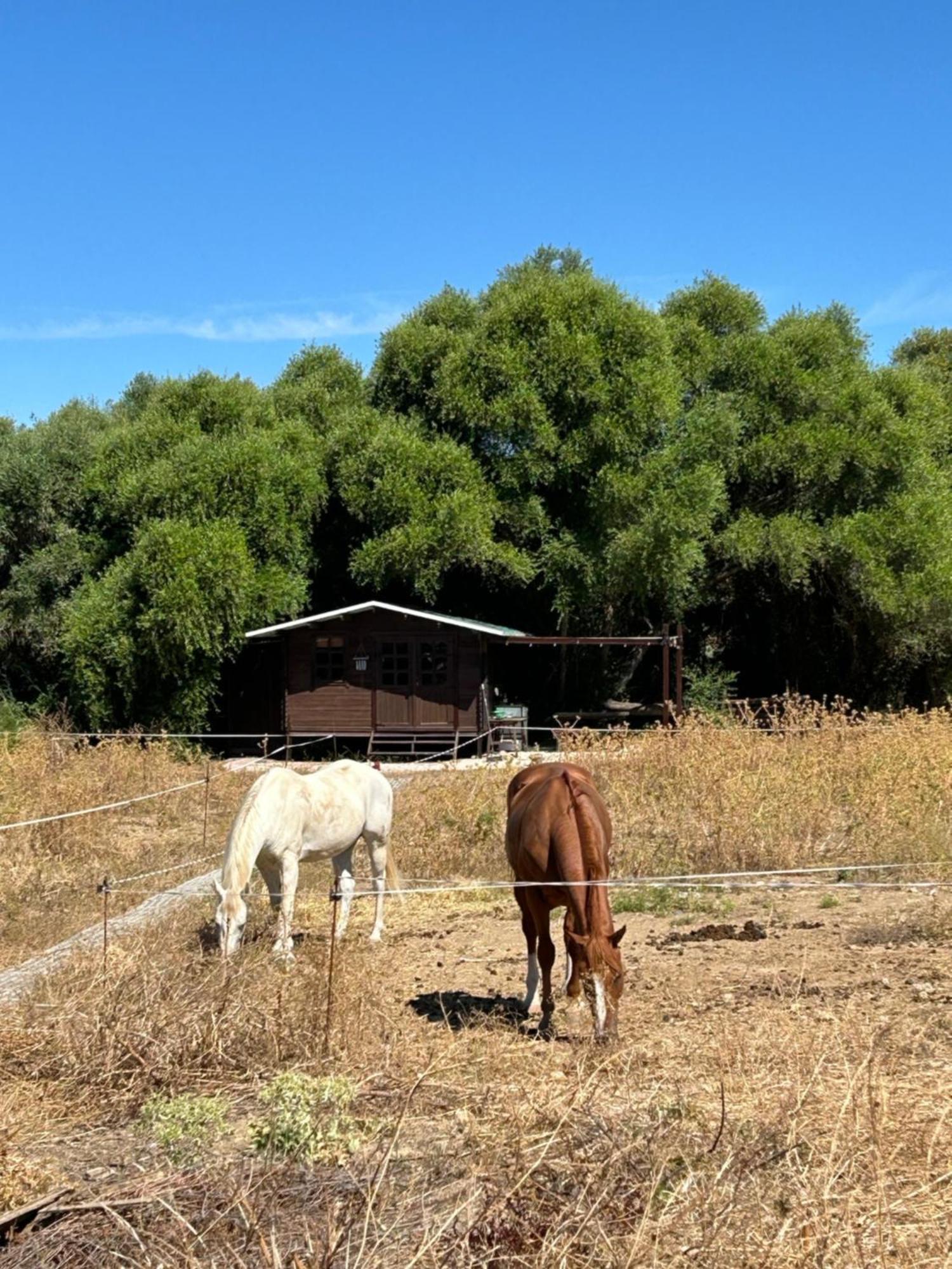 Cabana Rustica En Un Rancho Con Caballos, Prado Del Rey, Andalucia Exteriér fotografie