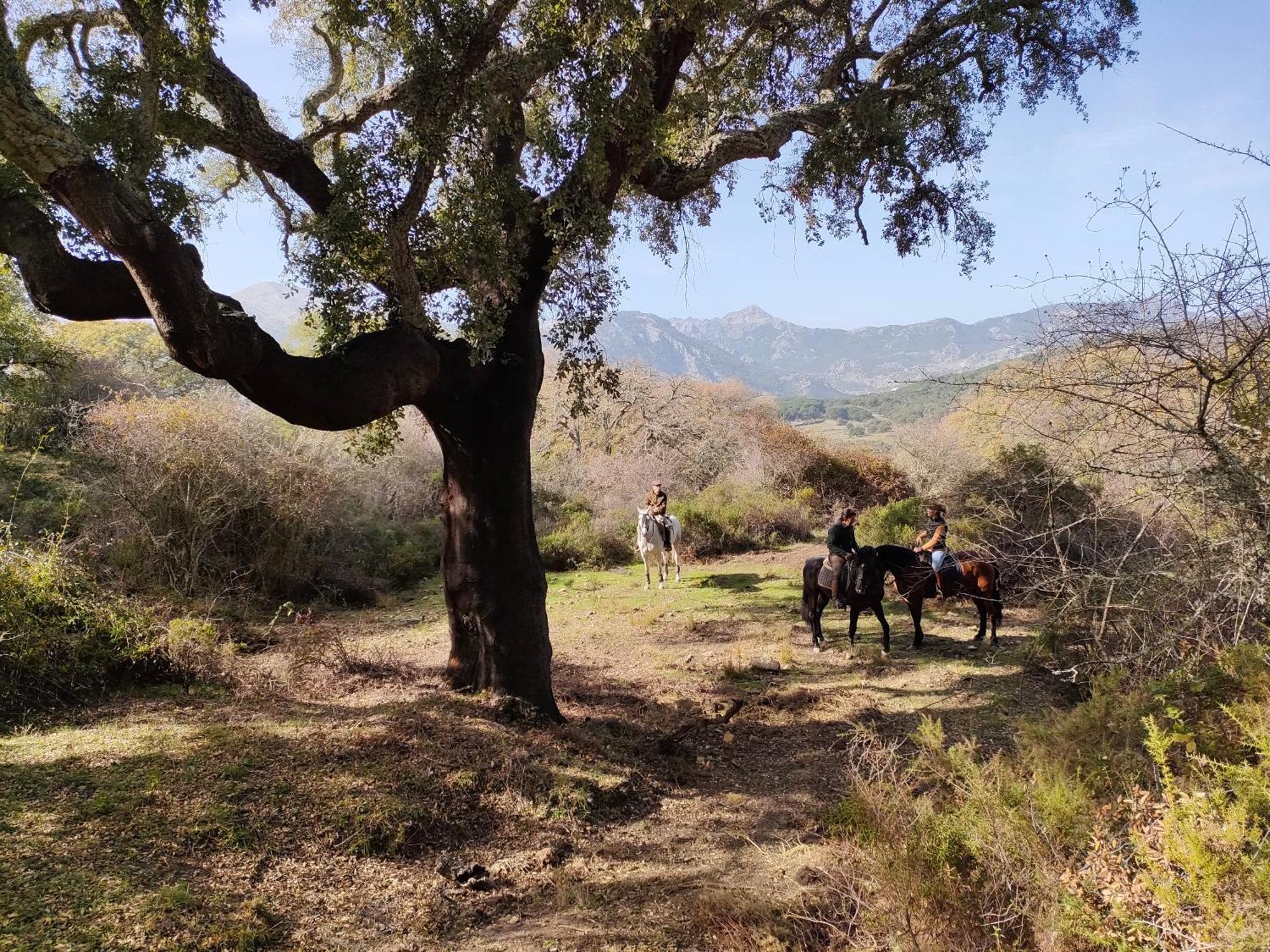 Cabana Rustica En Un Rancho Con Caballos, Prado Del Rey, Andalucia Exteriér fotografie
