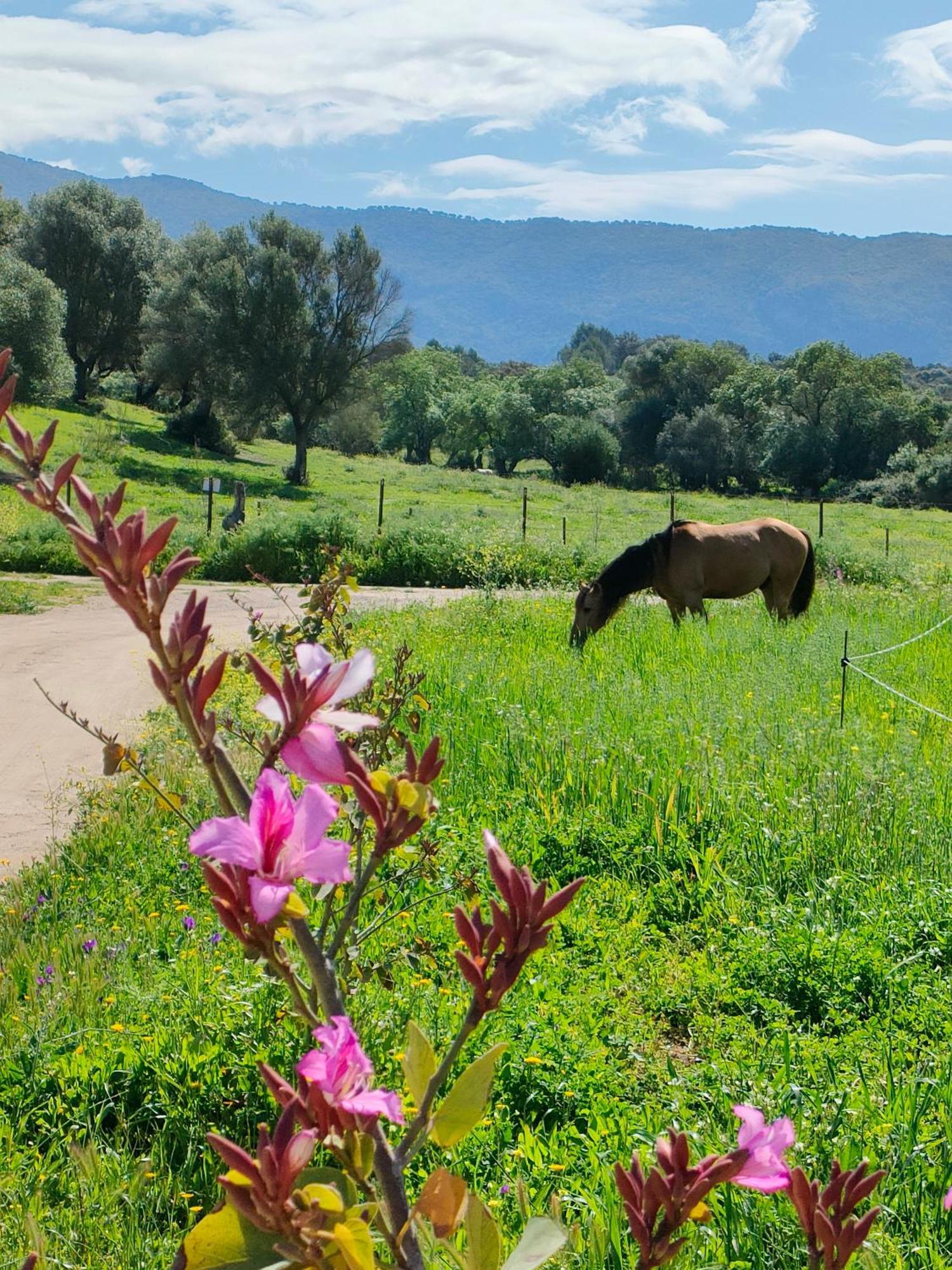 Cabana Rustica En Un Rancho Con Caballos, Prado Del Rey, Andalucia Exteriér fotografie