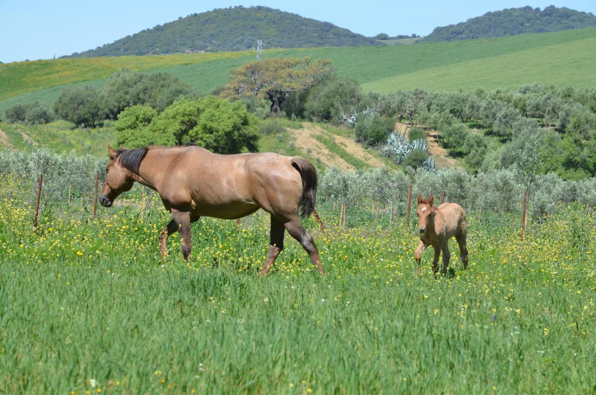 Cabana Rustica En Un Rancho Con Caballos, Prado Del Rey, Andalucia Exteriér fotografie