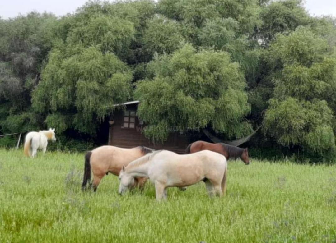 Cabana Rustica En Un Rancho Con Caballos, Prado Del Rey, Andalucia Exteriér fotografie